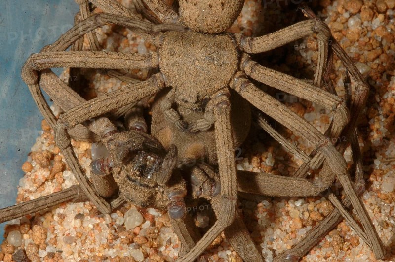 Sicarius spider mating