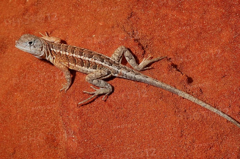 Madagascar Dwarf Iguana