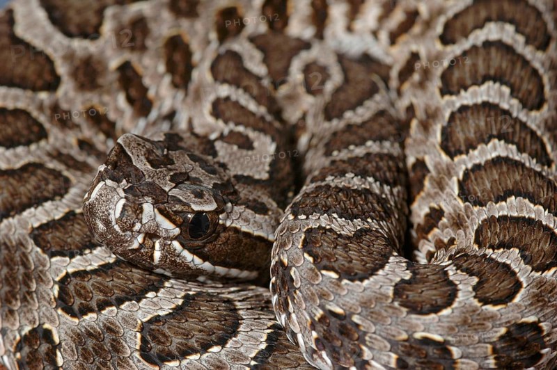 Massasauga