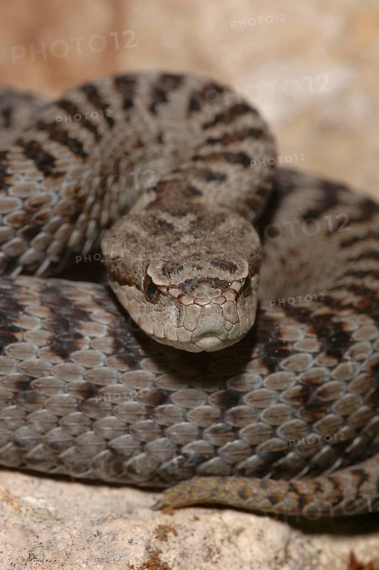 Iberian viper