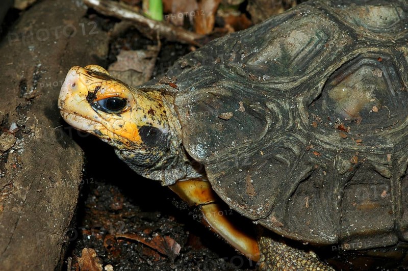 Stutz articulated turtle