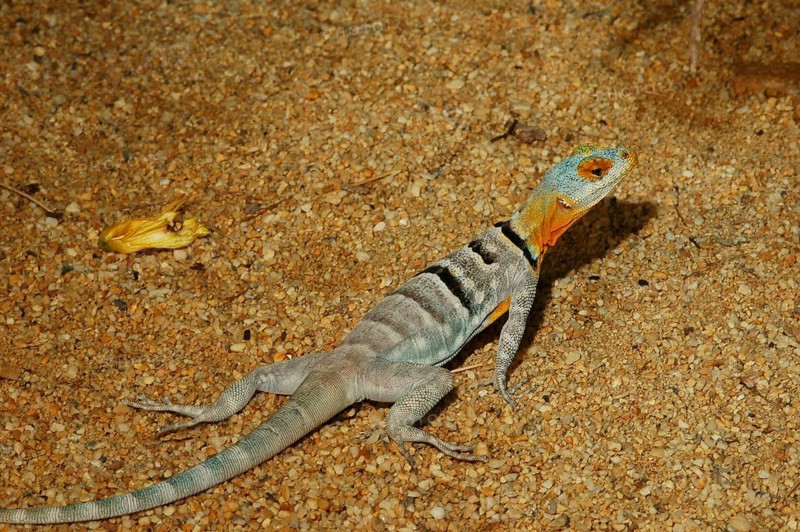 Blue Rock Iguana