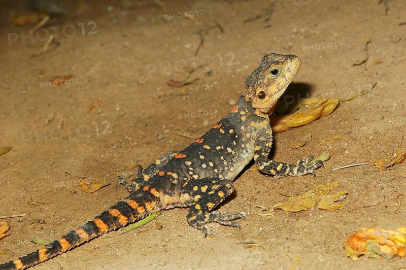 Orange Spotted