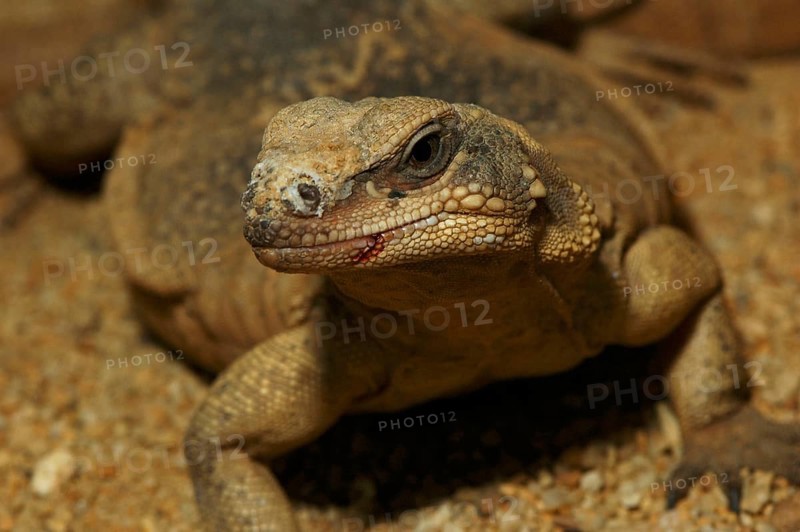 Chuckwalla