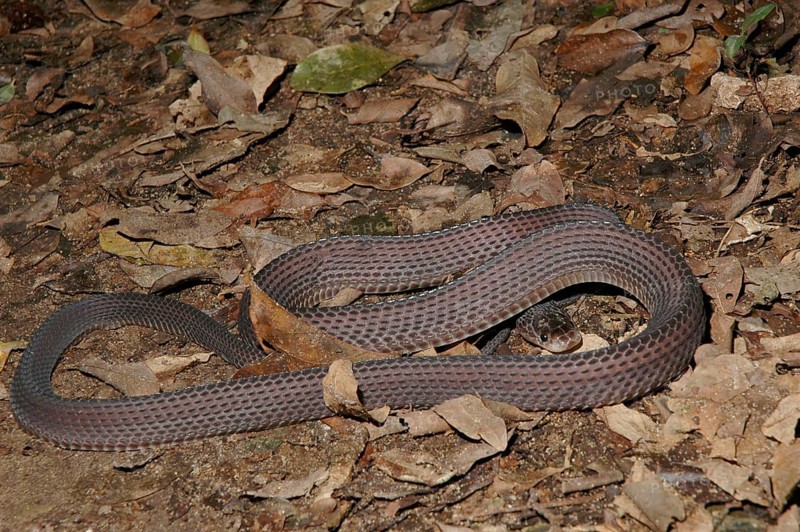 Cape file snake