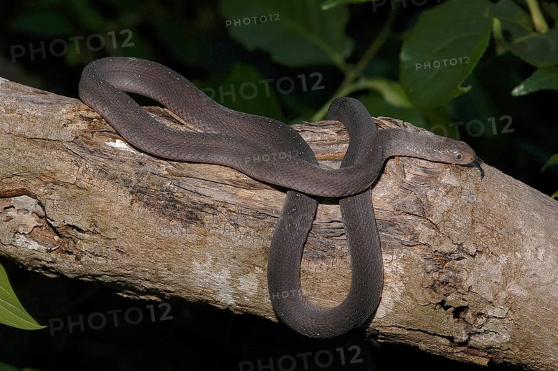 East African Egg Snake