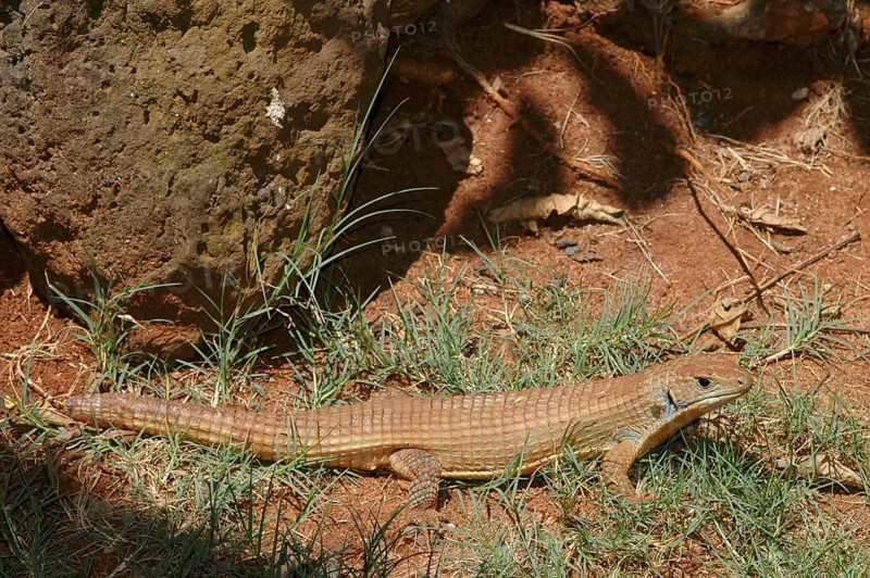 Sudan Shield Lizard