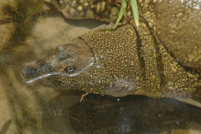 Nile soft-shelled turtle