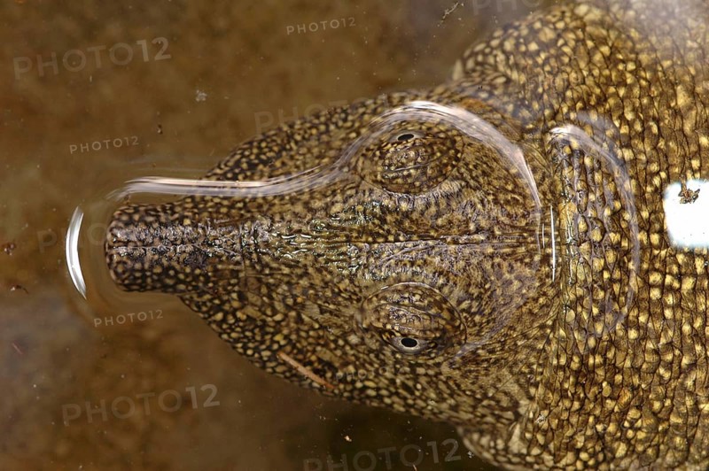 Nile soft-shelled turtle