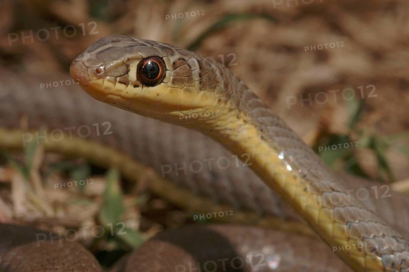 Mozambique sand snake