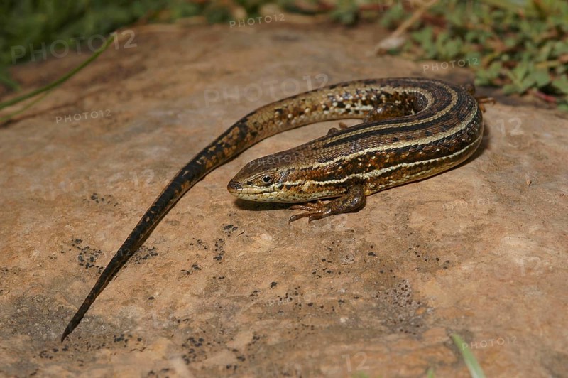 Variable skink
