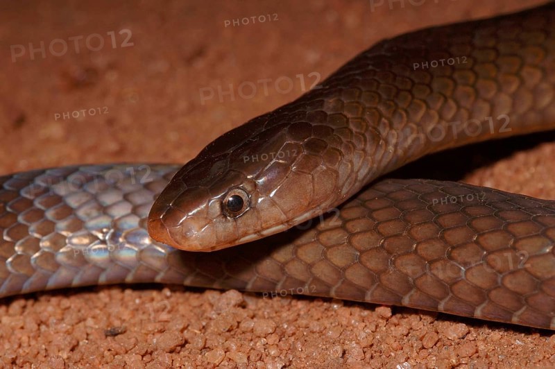 Usambara garter snake