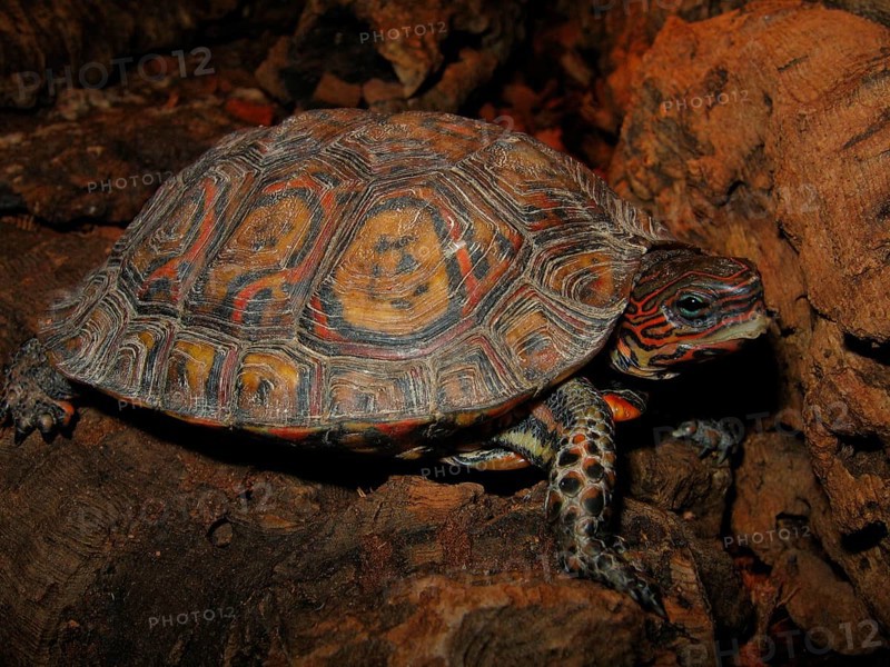 Magnificent earth turtle