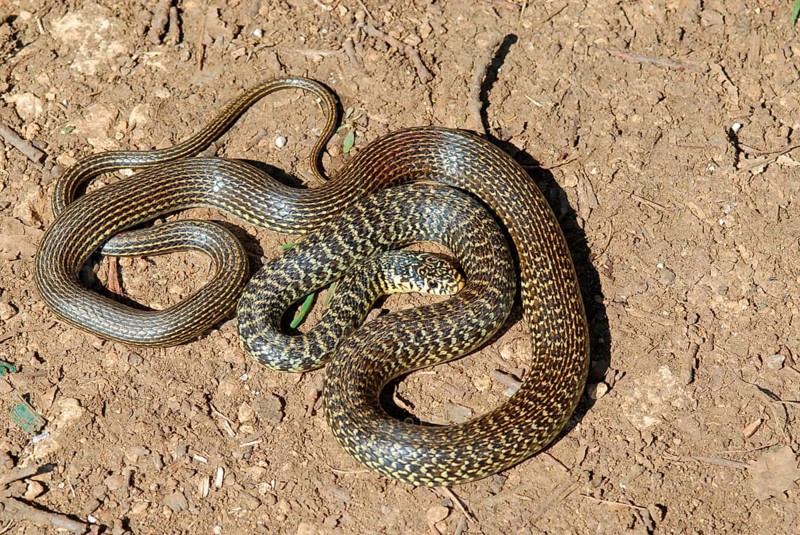 Yellow-green fury snake