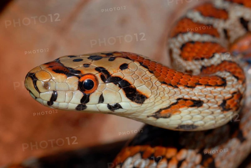 Leopard snake