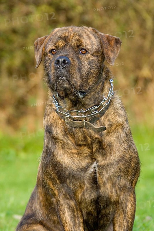 Mixed breed dog