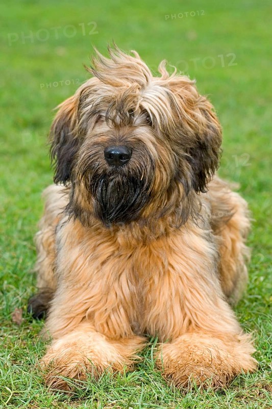 Briard