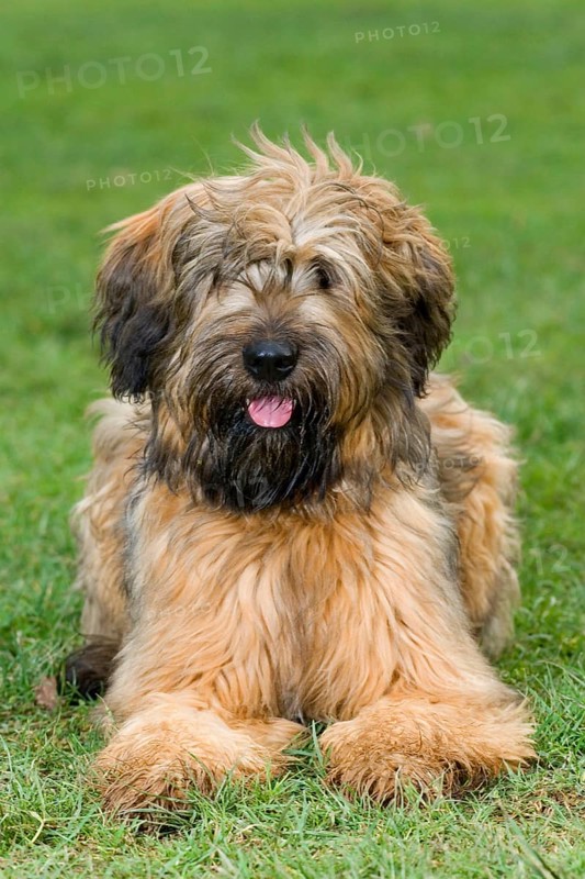 Briard