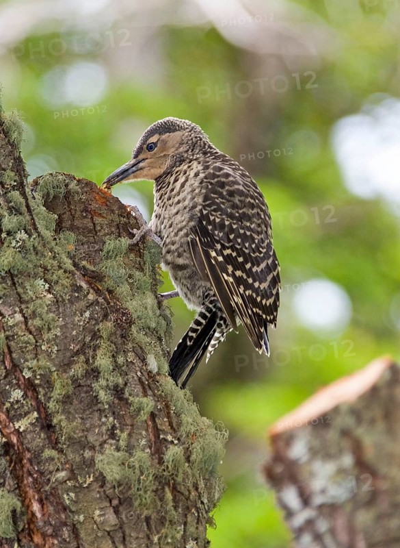 Ribboned Woodpecker