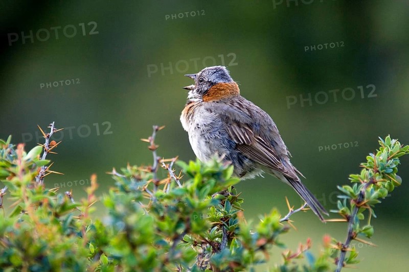 Morning Sparrow