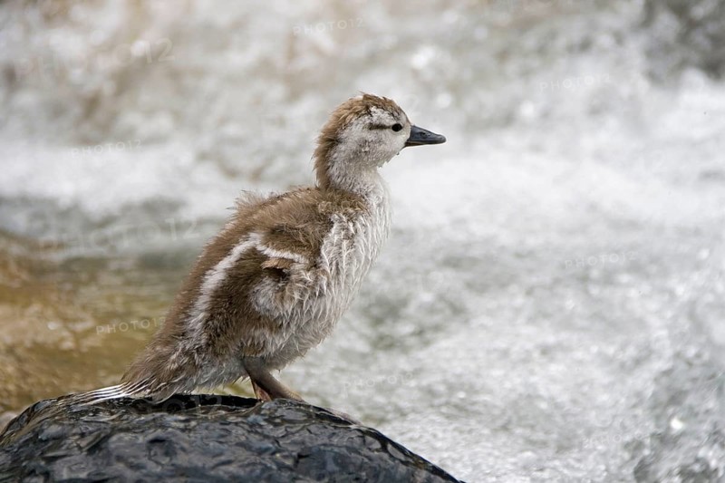 Torrent duck