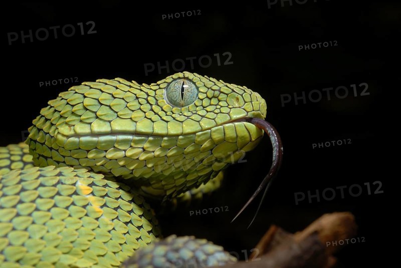 West African Bush Viper