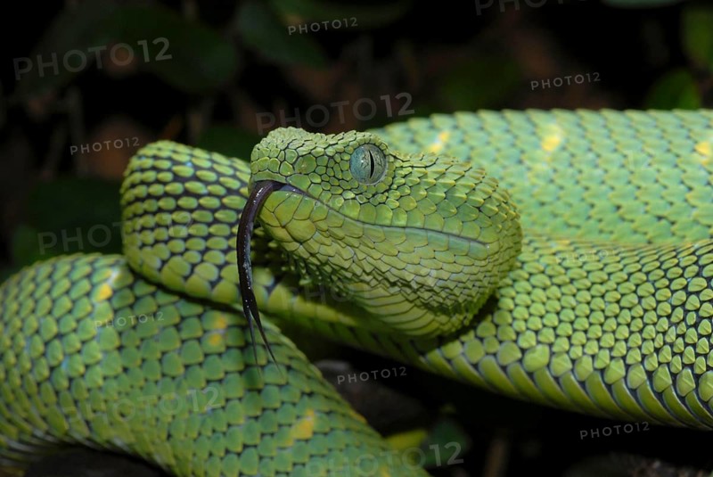 West African Bush Viper
