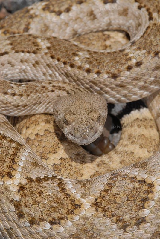 Texas Rattlesnake