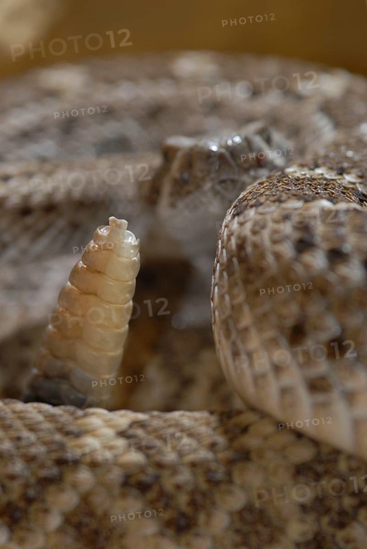 Texas Rattlesnake