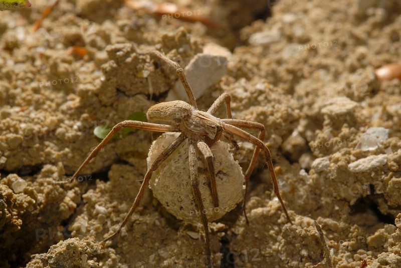 List spider with cocoon