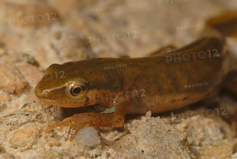 Threaded newt
