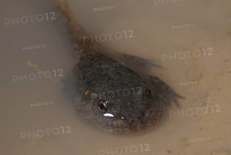 Midwife toad