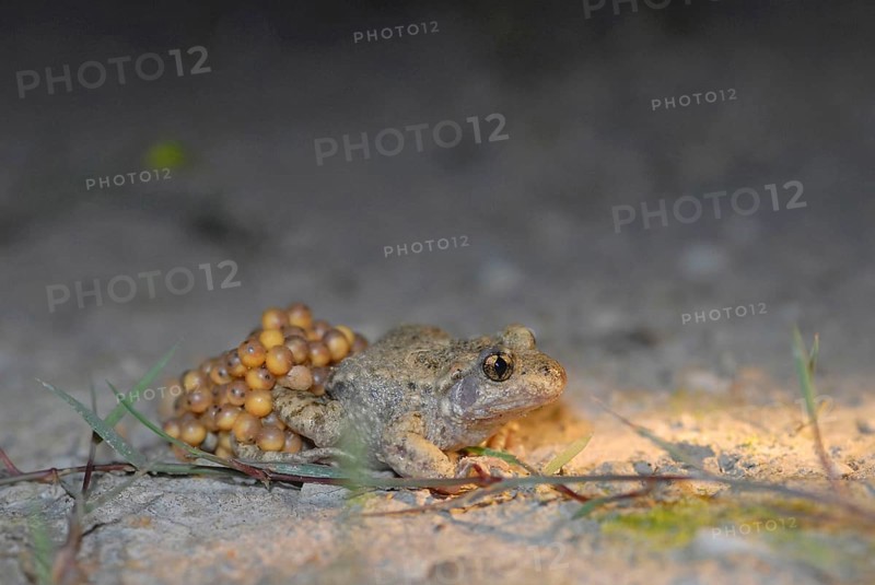 Midwife toad with ice strings