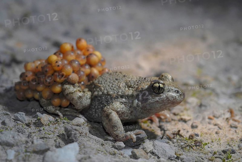 Midwife toad with ice strings