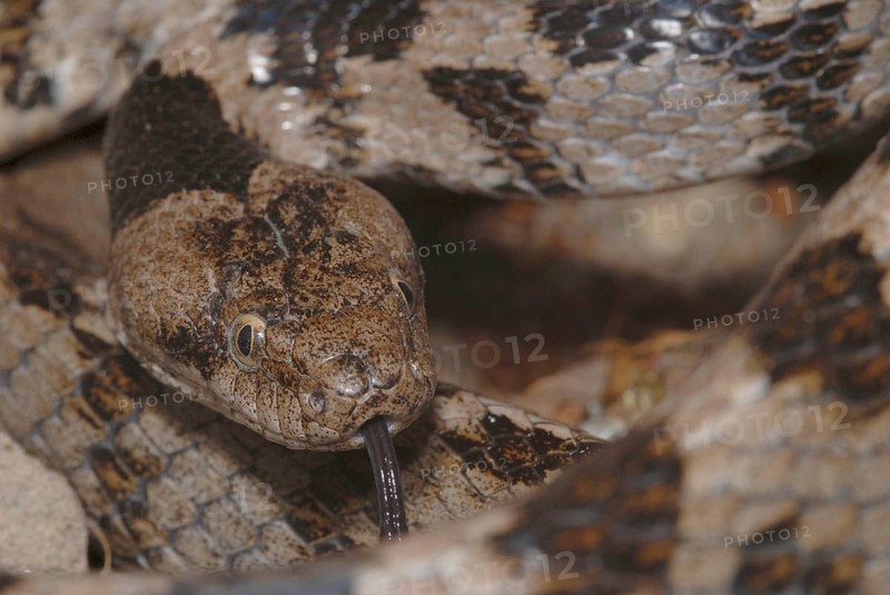 European Cat Snake