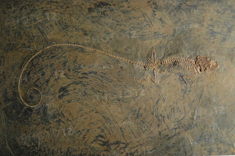 Fossil lizard