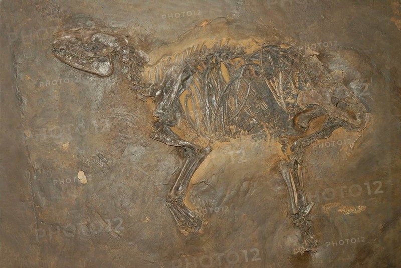 primeval horse