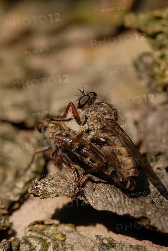Robber flies