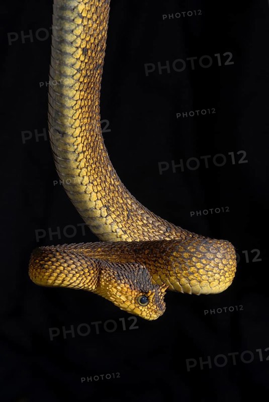 Usambara bush viper