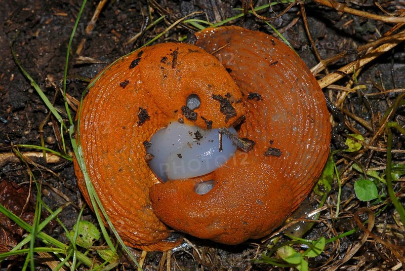 Snail