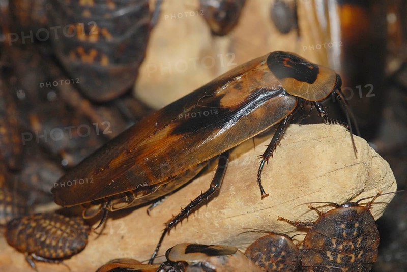 Madagascar Giant Foxy Cockroach
