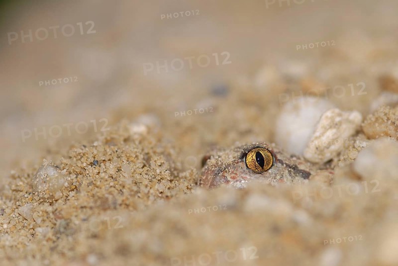 Garlic toad