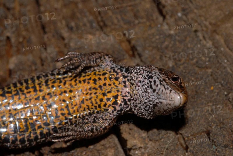 Common Lizard