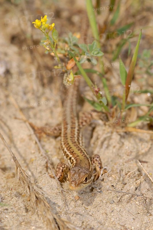 Crimean wall lizard