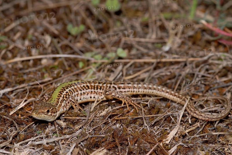 Crimean wall lizard