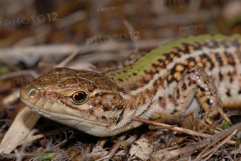 Crimean wall lizard