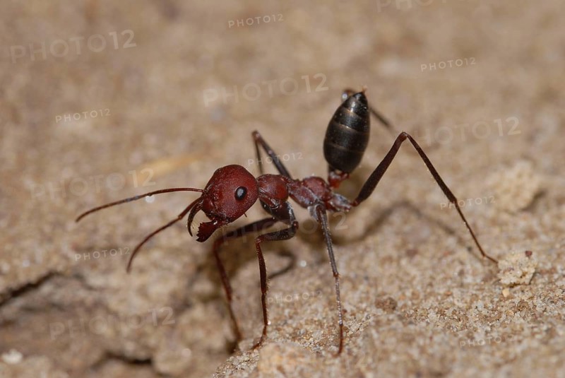 Desert ant