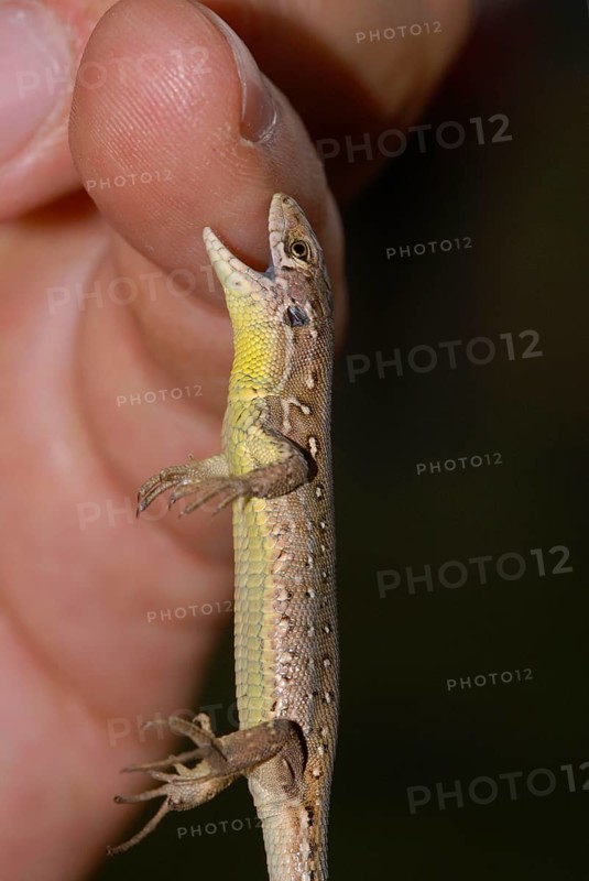 Green lizard