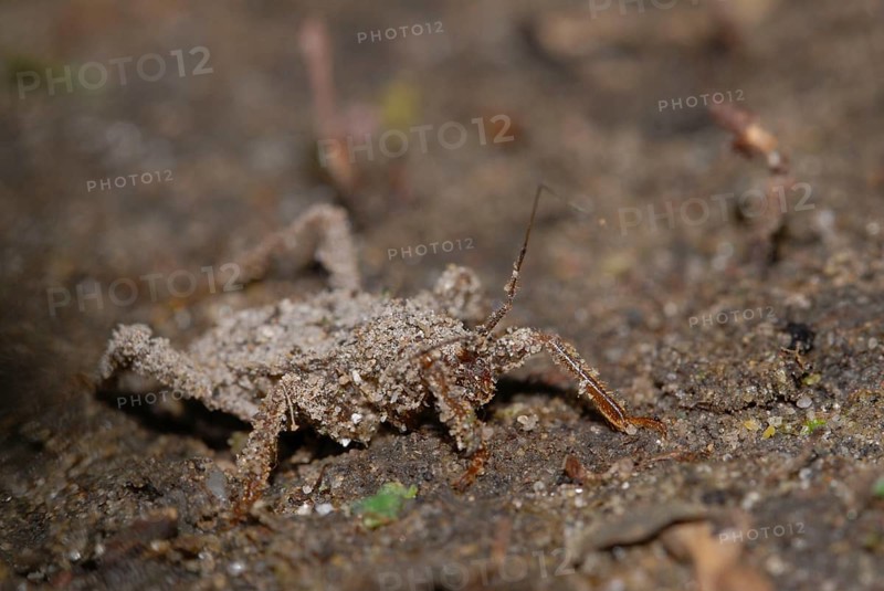 Predatory bug