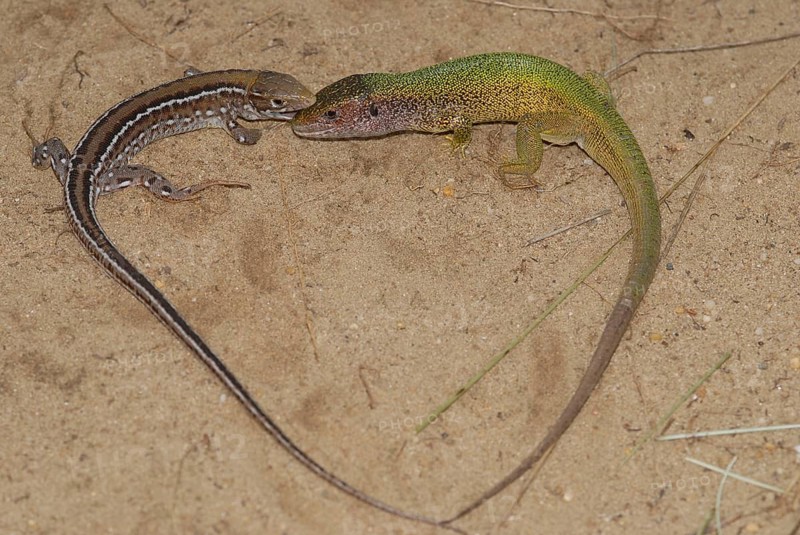 Green lizard